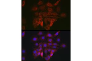 Immunofluorescence analysis of PC-12 cells using BiP/GRP78 Rabbit pAb (ABIN6134514, ABIN6142042, ABIN6142044 and ABIN6215180) at dilution of 1:100 (40x lens). (GRP78 Antikörper  (AA 550-650))