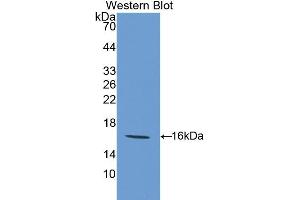Western blot analysis of recombinant Mouse GAL9. (Galectin 9 Antikörper  (AA 225-353))