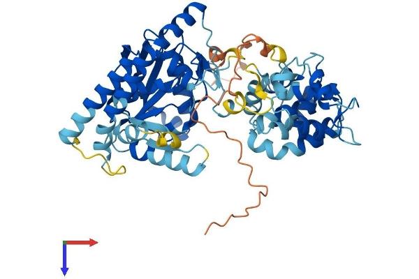 LPCAT1 Protein (AA 1-534) (His tag)