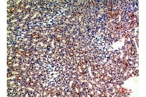 Immunohistochemistry (IHC) analysis of paraffin-embedded Mouse Kidney, antibody was diluted at 1:200. (CD235a/GYPA Antikörper  (Internal Region))