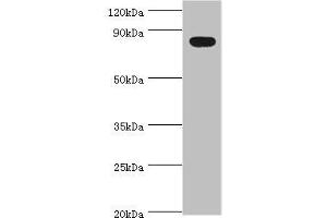 Western blot All lanes: BACH1 antibody at 2 μg/mL + Mouse thymus tissue Secondary Goat polyclonal to rabbit IgG at 1/10000 dilution Predicted band size: 82 kDa Observed band size: 82 kDa