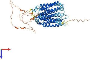 SLC29A4 Protein (AA 1-530) (His tag)