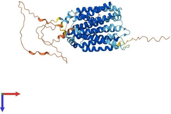 SLC29A4 Protein (AA 1-530) (His tag)