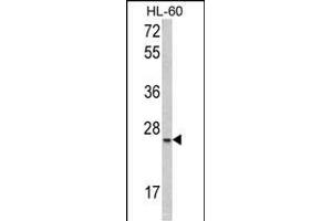 Western blot analysis of SFRS1 Antibody (C-term) (ABIN390841 and ABIN2841068) in HL-60 cell line lysates (35 μg/lane). (SRSF1 Antikörper  (C-Term))