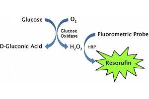 Glucose assay principle. (Glucose Assay Kit (Fluorometric))