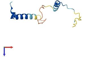 CDC26 Protein (AA 1-85) (Fc Tag)