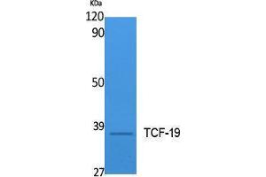 Western Blotting (WB) image for anti-Transcription Factor 19 (TCF19) (Internal Region) antibody (ABIN3178109) (TCF19 Antikörper  (Internal Region))