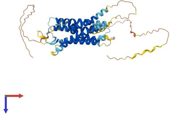GPR150 Protein (AA 1-427) (His tag)