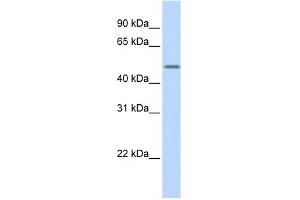 Cytokeratin 16 antibody used at 1 ug/ml to detect target protein. (KRT16 Antikörper)