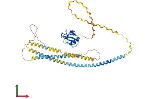 Protein Structure (PS) image for Macrophage Scavenger Receptor 1 (MSR1) (AA 1-458) protein (His tag) (ABIN7563080)