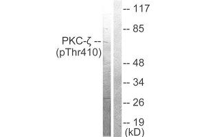 Western Blotting (WB) image for anti-Protein Kinase C, zeta (PRKCZ) (pThr410) antibody (ABIN6298749) (PKC zeta Antikörper  (pThr410))