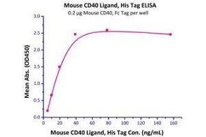 Immobilized Mouse CD40, Fc Tag  with a linear range of 5-20 ng/mL.