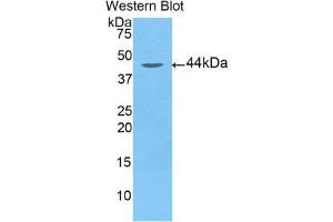 Western Blotting (WB) image for anti-Arrestin, beta 2 (ARRB2) (AA 262-430) antibody (ABIN1858084) (Arrestin 3 Antikörper  (AA 262-430))
