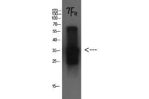 Western Blotting (WB) image for anti-Cystatin C (CST3) antibody (ABIN5956239) (CST3 Antikörper)