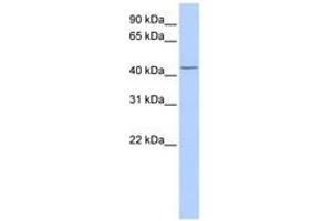 Image no. 1 for anti-TraB Domain Containing (TRABD) (AA 216-265) antibody (ABIN6743116) (TRABD Antikörper  (AA 216-265))
