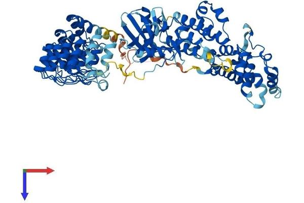 RNASEL Protein (AA 1-735) (His tag)