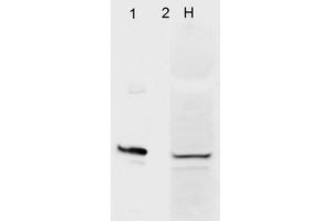 Western Blot analysis of Human HeLa cell lysates showing detection of Aha1 protein using Mouse Anti-Aha1 Monoclonal Antibody, Clone 4H9. (AHSA1 Antikörper  (HRP))