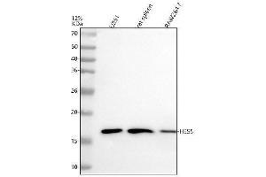 Western blot analysis of HES5 using anti-HES5 antibody (ABIN7605087).