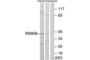 Western blot analysis of extracts from HepG2/COS cells, using RIMKB Antibody. (RIMKLB Antikörper  (AA 177-226))
