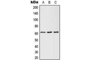 Western blot analysis of SLC43A1 expression in HEK293T (A), SP2/0 (B), H9C2 (C) whole cell lysates.