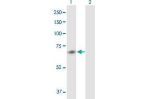 Western Blot analysis of CHRM5 expression in transfected 293T cell line by CHRM5 MaxPab polyclonal antibody. (CHRM5 Antikörper  (AA 1-532))