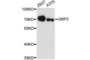 Western blot analysis of extracts of various cell lines, using GBP2 antibody. (GBP2 Antikörper  (AA 410-520))