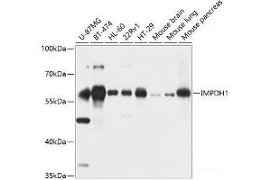 Western blot analysis of extracts of various cell lines using IMPDH1 Polyclonal Antibody at dilution of 1:1000. (IMPDH1 Antikörper)