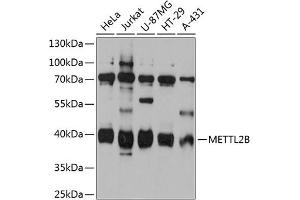 Western blot analysis of extracts of various cell lines, using METTL2B antibody (ABIN6128287, ABIN6143769, ABIN6143770 and ABIN6215654) at 1:3000 dilution. (METTL2B Antikörper  (AA 100-250))