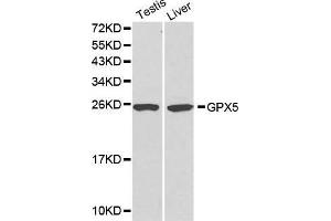 Western Blotting (WB) image for anti-Glutathione Peroxidase 5 (GPX5) (AA 1-100) antibody (ABIN3021372)