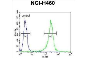 Flow Cytometry (FACS) image for anti-Glucosamine (N-Acetyl)-6-Sulfatase (GNS) antibody (ABIN3002692)