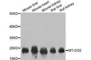 Western blot analysis of extracts of various cell lines, using MT-CO2 antibody. (COX2 Antikörper)