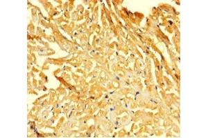Immunohistochemistry of paraffin-embedded human heart tissue using ABIN7153046 at dilution of 1:100 (FOXG1 Antikörper  (AA 183-292))