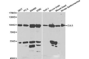 Western Blotting (WB) image for anti-Cullin 5 (CUL5) antibody (ABIN1876557) (Cullin 5 Antikörper)