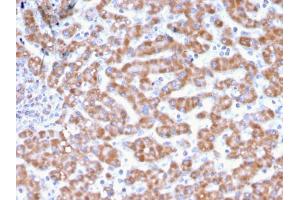Immunohistochemistry (IHC) image for anti-Prohibitin (PHB) (AA 167-261) antibody (ABIN6940301)