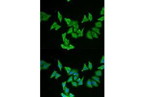 Immunofluorescence analysis of U2OS cells using MLN antibody (ABIN5973790). (Motilin Antikörper)