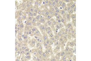 Immunohistochemistry of paraffin-embedded rat liver using RGS7 antibody at dilution of 1:100 (x400 lens). (RGS7 Antikörper)