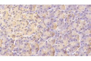 Detection of LIF in Human Pancreas Tissue using Monoclonal Antibody to Leukemia Inhibitory Factor (LIF) (LIF Antikörper  (AA 2-201))