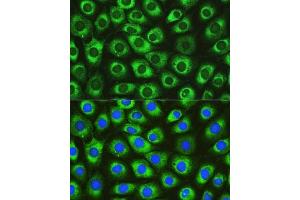 Immunofluorescence (IF) image for anti-DnaJ (Hsp40) Homolog, Subfamily C, Member 10 (DNAJC10) (AA 614-793) antibody (ABIN6139717)