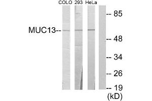 Western Blotting (WB) image for anti-Mucin 13, Cell Surface Associated (MUC13) (C-Term) antibody (ABIN1849970) (MUC13 Antikörper  (C-Term))