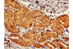 Immunohistochemistry of paraffin-embedded human kidney tissue using ABIN7144627 at dilution of 1:100