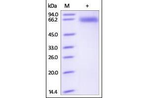 Human CD72, Fc Tag on SDS-PAGE under reducing (R) condition. (CD72 Protein (AA 117-359) (Fc Tag))