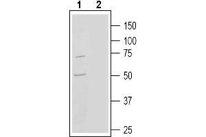 Western blot analysis of human  monocytic leukemia cell line lysate:1.