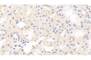 Detection of HRG in Rat Kidney Tissue using Polyclonal Antibody to Histidine Rich Glycoprotein (HRG) (HRG Antikörper  (AA 106-302))