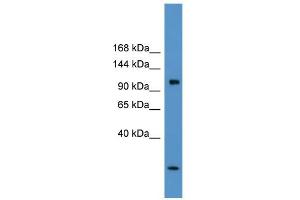 WB Suggested Anti-Clcn1 Antibody Titration:  0. (CLCN1 Antikörper  (C-Term))