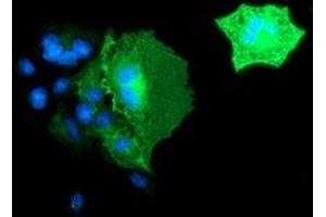 Anti-BIN3 mouse monoclonal antibody (ABIN2454016) immunofluorescent staining of COS7 cells transiently transfected by pCMV6-ENTRY BIN3 (RC203378). (BIN3 Antikörper)