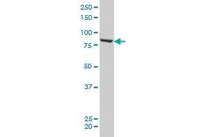 QARS monoclonal antibody (M01), clone 5F5 Western Blot analysis of QARS expression in HeLa . (QARS Antikörper  (AA 677-775))