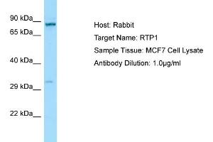 Western Blotting (WB) image for anti-Receptor (Chemosensory) Transporter Protein 1 (RTP1) (C-Term) antibody (ABIN2790163) (RTP1 Antikörper  (C-Term))