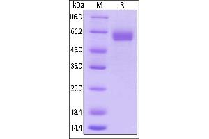 Human B7-H5, Mouse IgG2a Fc Tag, low endotoxin on  under reducing (R) condition.