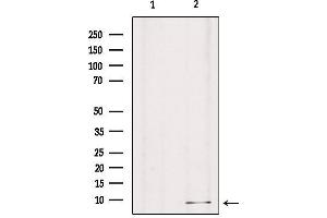 Western blot analysis of extracts from mouse brain, using GNG8 Antibody.
