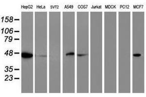 Image no. 2 for anti-Adipocyte Plasma Membrane Associated Protein (APMAP) antibody (ABIN1496665) (APMAP Antikörper)